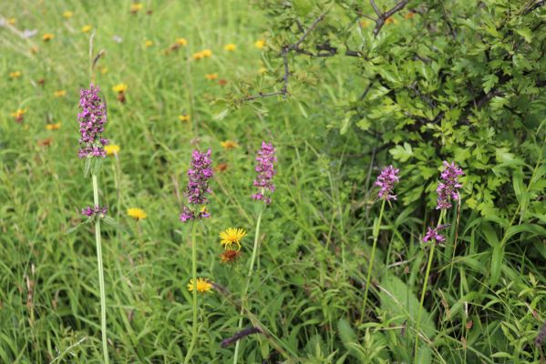 Častolovice, 23.7.2021
Strýc, zpustlý sad na jižním svahu. Betonica officinalis - bukvice lékařská.
Klíčová slova: Častolovice Strýc sad