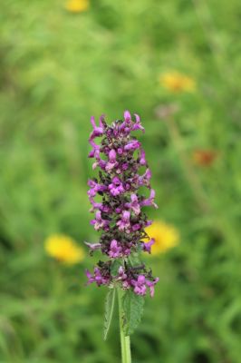 Častolovice, 23.7.2021
Strýc, zpustlý sad na jižním svahu. Betonica officinalis - bukvice lékařská.
Klíčová slova: Častolovice Strýc sad