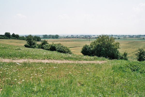 Časy, 11.7.2006
Formace suchých trávníků u silnice na Pardubice. Motokrosový okruh. Biotop kovaříka Agriotes gallicus.
Klíčová slova: Časy Agriotes gallicus