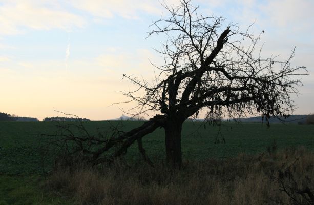 Časy, 15.11.2008
Stará rozlomená třešeň na západním okraji obce. Biotop krasce Anthaxia candens. Na obzoru je vidět Kunětická hora.
Klíčová slova: Časy Anthaxia candens Kunětická hora