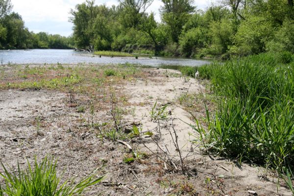 Čata, 16.4.2014
Štěrkové náplavy Hronu.
Klíčová slova: Čata Hron