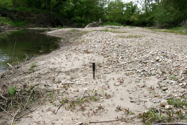 Čata, 16.4.2014
Boční rameno Hronu. Biotop kovaříků Negastrius sabulicola a Zorochros quadriguttatus.
Klíčová slova: Čata Hron Negastrius sabulicola Zorochros quadriguttatus