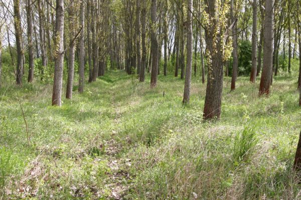 Čata, 16.4.2014
Topolová plantáž u břehu Hronu.


Schlüsselwörter: Čata Ampedus elegantulus cinnabarinus pomorum