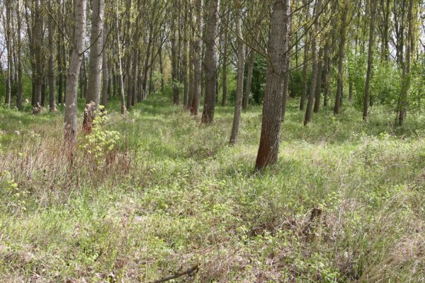 Čata, 16.4.2014
Topolová plantáž u břehu Hronu.



Klíčová slova: Čata Ampedus elegantulus cinnabarinus pomorum