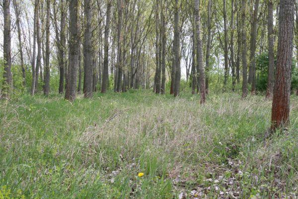 Čata, 16.4.2014
Topolová plantáž u břehu Hronu.



Klíčová slova: Čata Ampedus elegantulus cinnabarinus pomorum