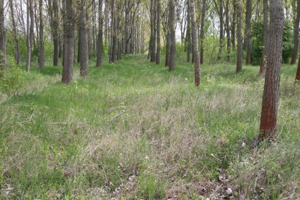 Čata, 16.4.2014
Topolová plantáž u břehu Hronu.



Klíčová slova: Čata Ampedus elegantulus cinnabarinus pomorum