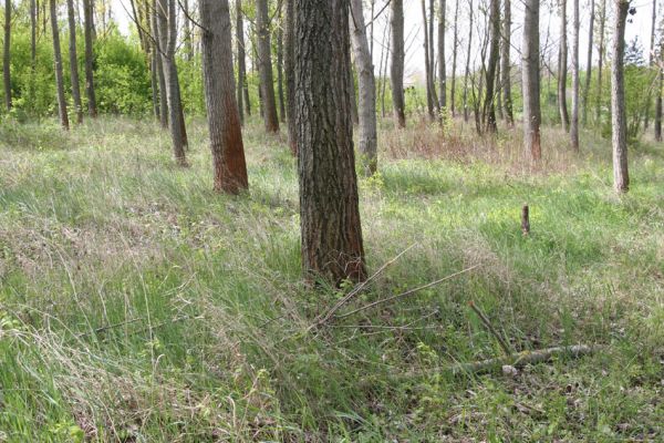 Čata, 16.4.2014
Topolová plantáž u břehu Hronu.
Schlüsselwörter: Čata Ampedus elegantulus cinnabarinus pomorum