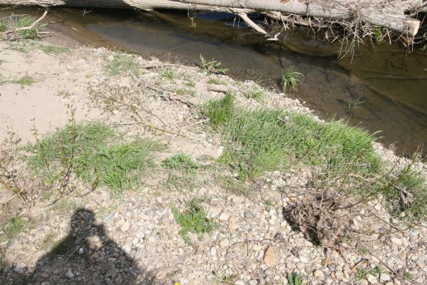 Čata, 16.4.2014
Meandry Hronu nad mostem - štěrkový náplav u pravého břehu.


Schlüsselwörter: Čata Hron Zorochros dermestoides