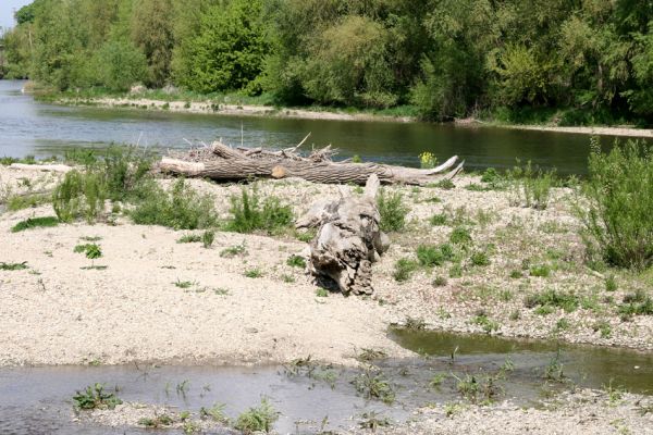 Čata, 16.4.2014
Meandry Hronu nad mostem - štěrkový ostrov s naplavenými kmeny topolů.



Keywords: Čata Hron Zorochros dermestoides quadriguttatus