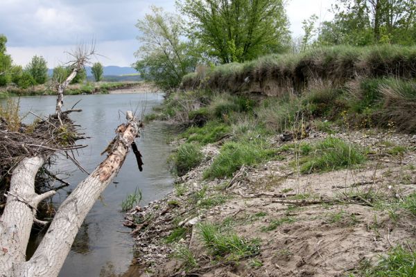 Čata, 16.4.2014
Meandry Hronu nad mostem - štěrkový náplav u pravého břehu. 



Keywords: Čata Hron Zorochros dermestoides