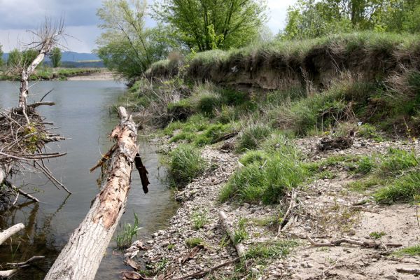 Čata, 16.4.2014
Meandry Hronu nad mostem - štěrkový náplav u pravého břehu.



Klíčová slova: Čata Hron Zorochros dermestoides