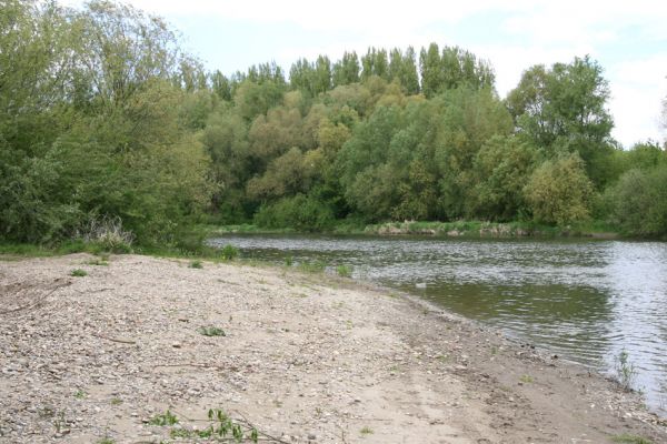 Čata, 16.4.2014
Meandry Hronu nad mostem - štěrkový náplav u pravého břehu.



Schlüsselwörter: Čata Hron Zorochros dermestoides quadriguttatus