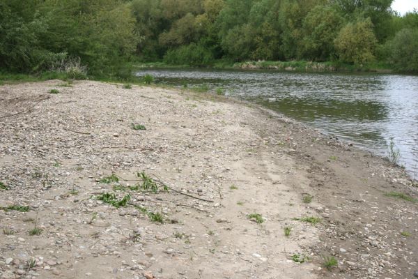 Čata, 16.4.2014
Meandry Hronu nad mostem - štěrkový náplav u pravého břehu.



Schlüsselwörter: Čata Hron Zorochros dermestoides quadriguttatus