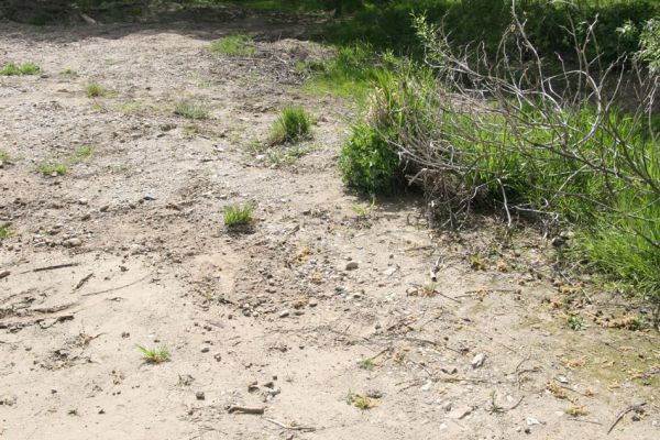 Čata, 16.4.2014
Meandry Hronu nad mostem - písčitý náplav u pravého břehu.



Klíčová slova: Čata Hron Zorochros quadriguttatus Negastrius sabulicola