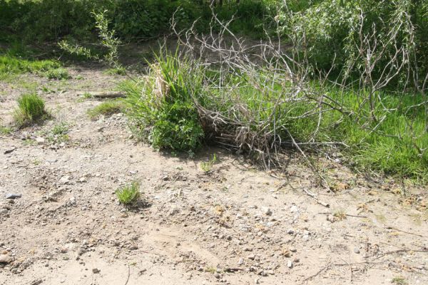 Čata, 16.4.2014
Meandry Hronu nad mostem - písčitý náplav u pravého břehu. 



Klíčová slova: Čata Hron Zorochros quadriguttatus Negastrius sabulicola