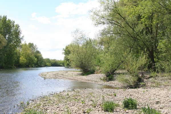 Čata, 16.4.2014
Meandry Hronu pod mostem – ostrov.


Klíčová slova: Čata Hron Zorochros dermestoides quadriguttatus