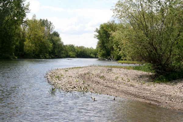 Čata, 16.4.2014
Meandry Hronu pod mostem – ostrov.


Mots-clés: Čata Hron