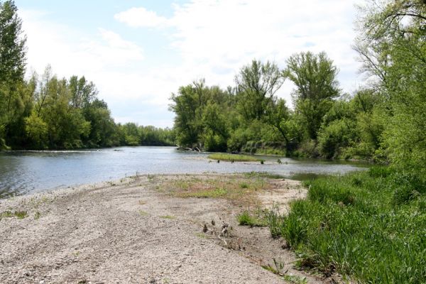 Čata, 16.4.2014
Meandry Hronu pod mostem – ostrov.



Klíčová slova: Čata Hron