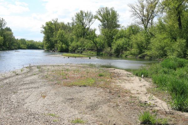 Čata, 16.4.2014
Meandry Hronu pod mostem – ostrov.



Klíčová slova: Čata Hron