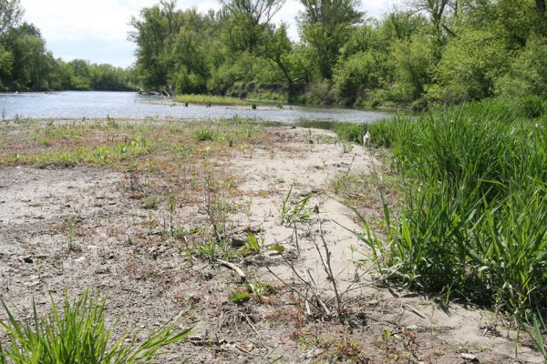 Čata, 16.4.2014
Meandry Hronu pod mostem – ostrov.


Klíčová slova: Čata Hron