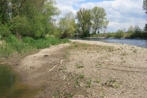 Čata, 16.4.2014
Meandry Hronu pod mostem – ostrov.


Schlüsselwörter: Čata Hron