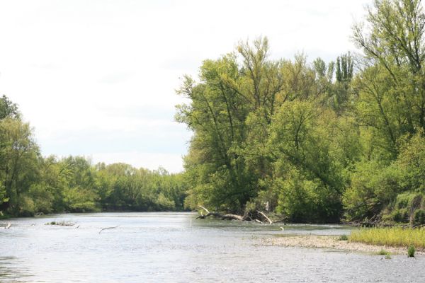 Čata, 16.4.2014
Meandry Hronu pod mostem – ostrov.



Schlüsselwörter: Čata Hron