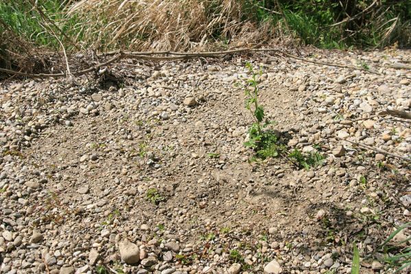 Čata, 16.4.2014
Meandry Hronu pod mostem – ostrov.



Klíčová slova: Čata Hron Zorochros dermestoides quadriguttatus