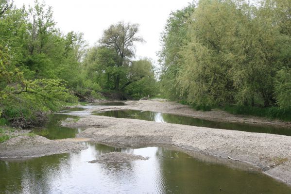 Čata, 16.4.2014
Meandry Hronu pod mostem – štěrkové náplavy v korytě bočního ramene. Biotop kovaříků Negastrius sabulicola a Zorochros quadriguttatus.



Klíčová slova: Čata Hron Zorochros quadriguttatus Negastrius sabulicola