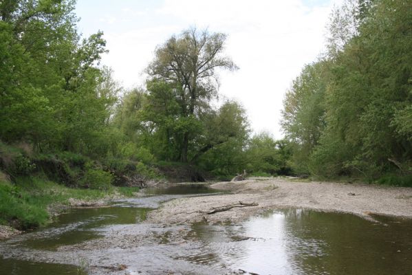 Čata, 16.4.2014
Meandry Hronu pod mostem – štěrkové náplavy v korytě bočního ramene. Biotop kovaříků Negastrius sabulicola a Zorochros quadriguttatus.



Schlüsselwörter: Čata Hron Zorochros quadriguttatus Negastrius sabulicola