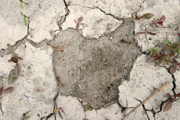 Čata, 16.4.2014
Meandry Hronu pod mostem – štěrkové náplavy v korytě bočního ramene. Biotop kovaříků Negastrius sabulicola a Zorochros quadriguttatus. 


Schlüsselwörter: Čata Hron Zorochros quadriguttatus Negastrius sabulicola