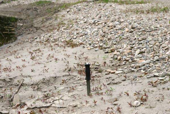 Čata, 16.4.2014
Meandry Hronu pod mostem – štěrkové náplavy v korytě bočního ramene. Biotop kovaříků Negastrius sabulicola a Zorochros quadriguttatus.



Mots-clés: Čata Hron Zorochros quadriguttatus Negastrius sabulicola