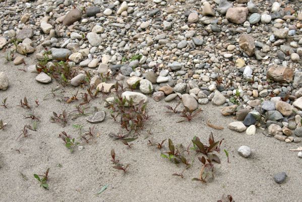 Čata, 16.4.2014
Meandry Hronu pod mostem – štěrkové náplavy v korytě bočního ramene. Biotop kovaříků Negastrius sabulicola a Zorochros quadriguttatus.



Mots-clés: Čata Hron Zorochros quadriguttatus Negastrius sabulicola