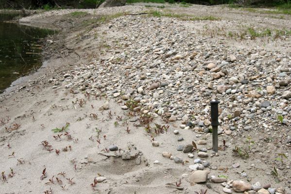 Čata, 16.4.2014
Meandry Hronu pod mostem – štěrkové náplavy v korytě bočního ramene. Biotop kovaříků Negastrius sabulicola a Zorochros quadriguttatus.



Klíčová slova: Čata Hron Zorochros quadriguttatus Negastrius sabulicola