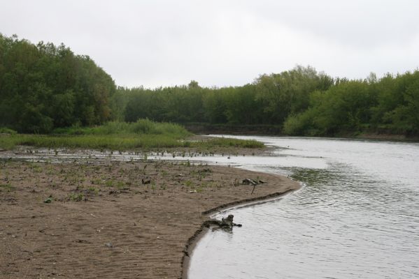 Čata, 16.4.2014
Meandry Hronu pod mostem – rozsáhlé písčité náplavy u jižní části ostrova.



Schlüsselwörter: Čata Hron