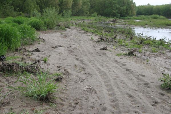 Čata, 16.4.2014
Meandry Hronu pod mostem – rozsáhlé písčité náplavy u jižní části ostrova.



Schlüsselwörter: Čata Hron