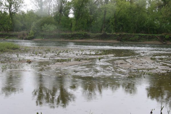 Čata, 16.4.2014
Meandry Hronu pod mostem – rozsáhlé písčité náplavy u jižní části ostrova.



Mots-clés: Čata Hron