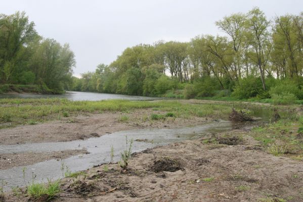 Čata, 16.4.2014
Meandry Hronu pod mostem – rozsáhlé písčité náplavy u jižní části ostrova.



Klíčová slova: Čata Hron