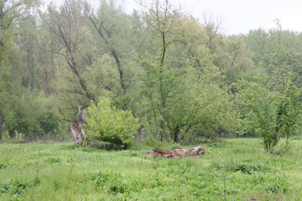 Čata, 16.4.2014
Meandry Hronu pod mostem – ostrov.



Keywords: Čata Hron Ampedus pomorum elegantulus