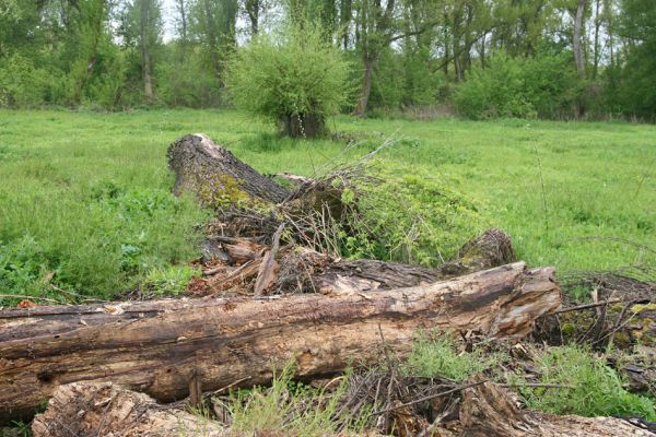 Čata, 16.4.2014
Meandry Hronu pod mostem – ostrov.



Schlüsselwörter: Čata Hron Ampedus pomorum elegantulus