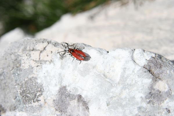 Ajdovščina, 15.5.2017
Trnovski gozd - Čaven. Skalní hřbet nad Lokavcem - kovařík Anostirus gracilicollis.
Keywords: Ajdovščina Trnovski gozd Čaven Anostirus gracilicollis