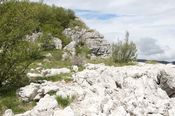 Ajdovščina, Stomaž, 15.5.2017
Bílá skála na jihovýchodním okraji planiny Čaven. 
Schlüsselwörter: Ajdovščina Stomaž Trnovski gozd Trnovo Forest Plateau Čaven planina plateau Mali Modrasovec Mt. Anostirus gracilicollis lauianus zenii