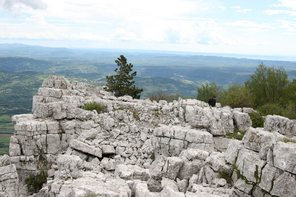 Ajdovščina, Stomaž, 15.5.2017
Bílá skála na jihovýchodním okraji planiny Čaven. 
Schlüsselwörter: Ajdovščina Stomaž Trnovski gozd Trnovo Forest Plateau Čaven planina plateau Mali Modrasovec Mt. Anostirus gracilicollis lauianus zenii