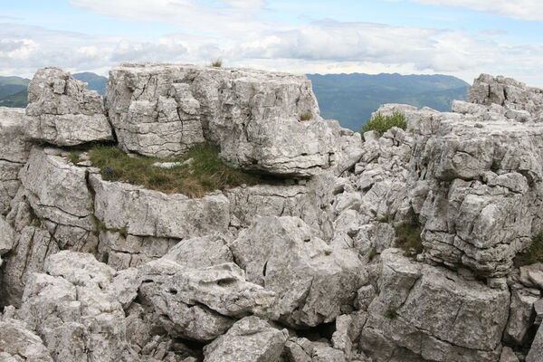 Ajdovščina, Stomaž, 15.5.2017
Bílá skála na jihovýchodním okraji planiny Čaven. 
Mots-clés: Ajdovščina Stomaž Trnovski gozd Trnovo Forest Plateau Čaven planina plateau Mali Modrasovec Mt. Anostirus gracilicollis lauianus zenii