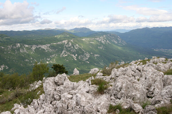 Ajdovščina, Stomaž, 15.5.2017
Skála na jihovýchodním okraji planiny Čaven. 
Mots-clés: Ajdovščina Stomaž Trnovski gozd Trnovo Forest Plateau Čaven planina plateau Mali Modrasovec Mt. Anostirus gracilicollis lauianus zenii