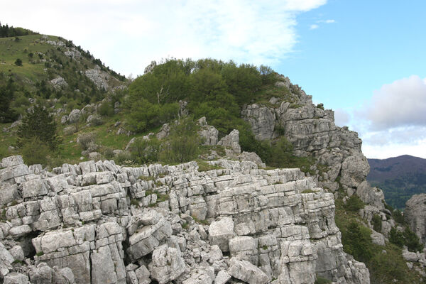 Ajdovščina, Stomaž, 15.5.2017
Skála na jihovýchodním okraji planiny Čaven. 
Keywords: Ajdovščina Stomaž Trnovski gozd Trnovo Forest Plateau Čaven planina plateau Mali Modrasovec Mt. Anostirus gracilicollis lauianus zenii