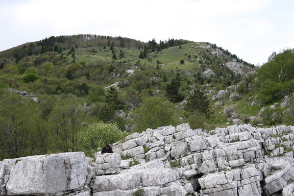 Ajdovščina, Stomaž, 15.5.2017
Skály na jihovýchodním okraji planiny Čaven. 
Mots-clés: Ajdovščina Stomaž Trnovski gozd Trnovo Forest Plateau Čaven planina plateau Mali Modrasovec Mt. Anostirus gracilicollis lauianus zenii