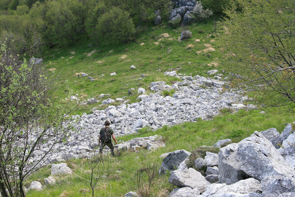 Ajdovščina, Stomaž, 16.5.2017
Suťové pole na jihovýchodním okraji planiny Čaven. 
Mots-clés: Ajdovščina Stomaž Trnovski gozd Trnovo Forest Plateau Čaven planina plateau Mali Modrasovec Mt. Dušánek Anostirus zenii