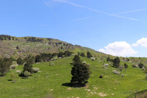 Ajdovščina, Stomaž, 21.5.2023
Jihovýchodní okraj planiny Čaven - louky v okolí Male gory.
Keywords: Ajdovščina Stomaž Trnovski gozd Trnovo Forest Plateau Čaven planina plateau Mali Modrasovec Mt.