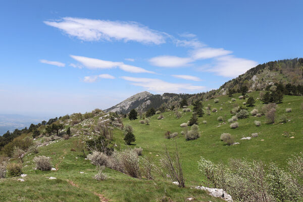 Ajdovščina, Stomaž, 21.5.2023
Jihovýchodní okraj planiny Čaven - louky v okolí Male gory.
Mots-clés: Ajdovščina Stomaž Trnovski gozd Trnovo Forest Plateau Čaven planina plateau Mali Modrasovec Mt.