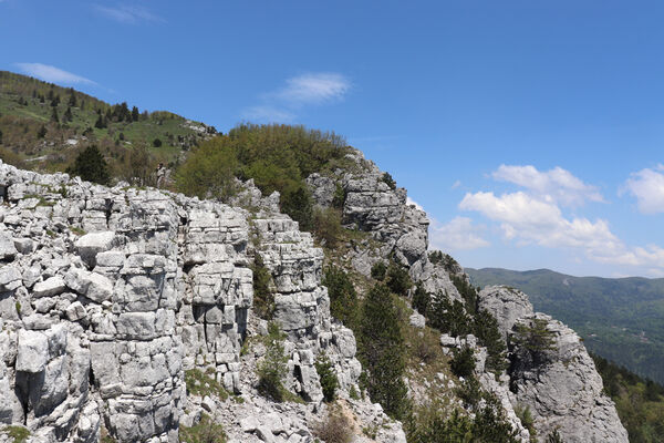 Ajdovščina, Stomaž, 21.5.2023
Jihovýchodní okraj planiny Čaven. Bílá skála - sem naletují kovaříci Anostirus gracilicollis, A. lauianus a A. zenii.
Keywords: Ajdovščina Stomaž Trnovski gozd Trnovo Forest Plateau Čaven planina plateau Mali Modrasovec Mt. Anostirus gracilicollis lauianus zenii